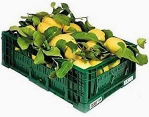 CASSETTA LIMONE NATURALE ITALIANO 8KG A CASSETTA