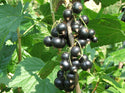 Ribes nero, 1 vaschetta 125gr